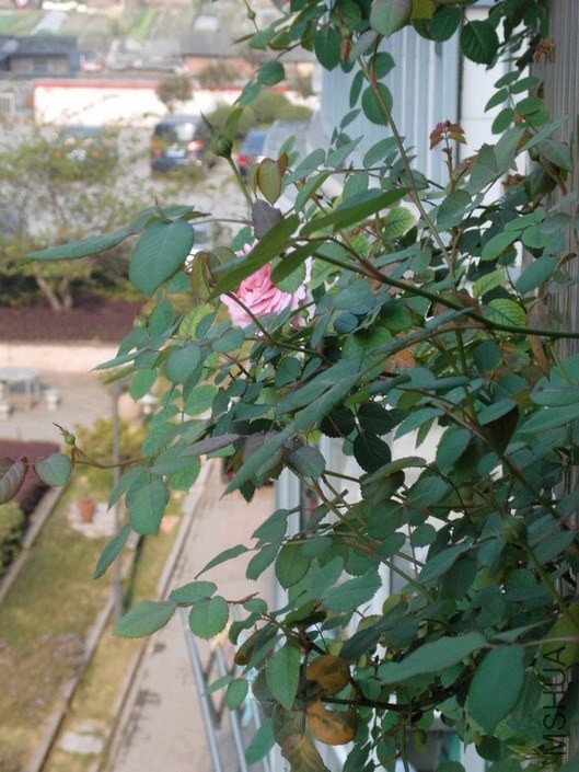 DSCI0009.JPG