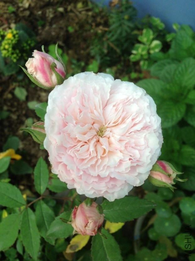 QQ��ͼ20140326083311.jpg