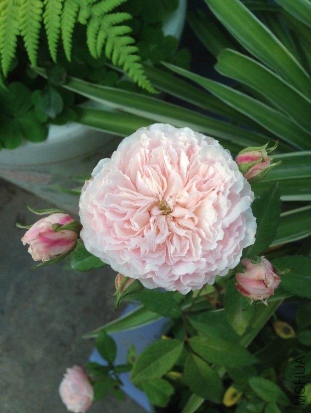 QQ��ͼ20140326083337.jpg