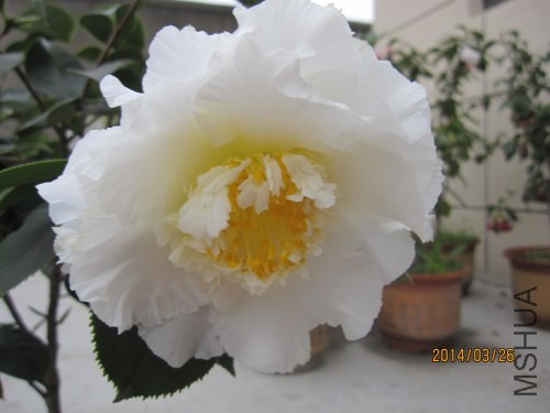 IMG_1096.jpg