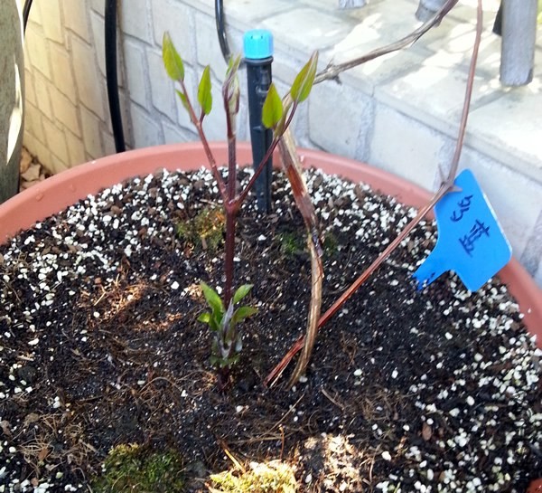 ������������20140321A.jpg