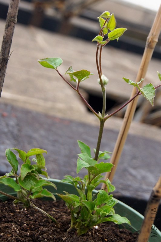 DSC00131.JPG