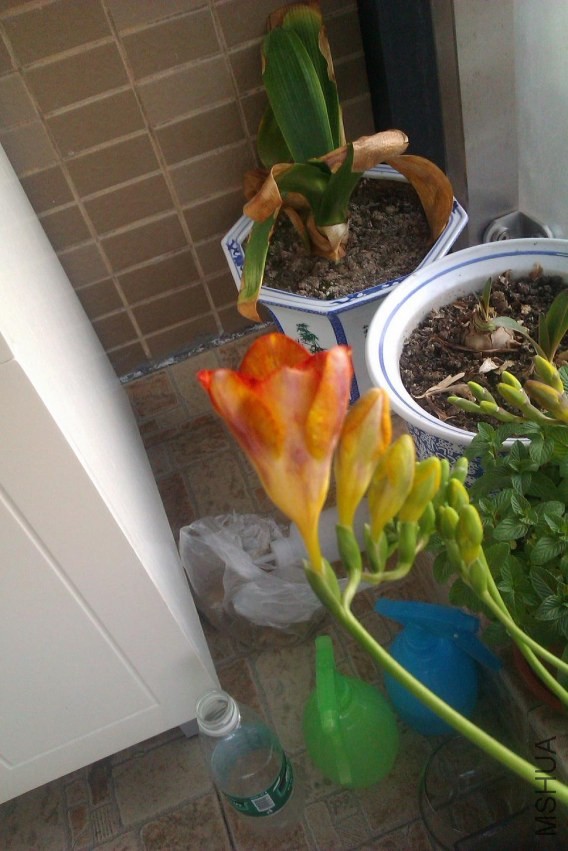 IMAG0384.jpg