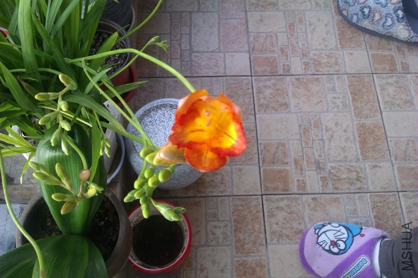IMAG0383.jpg