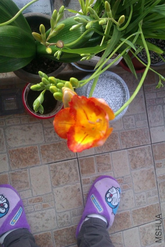 IMAG0382.jpg