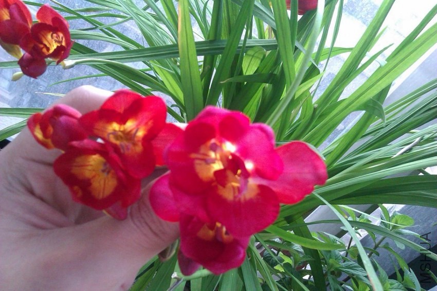 IMAG0436.jpg