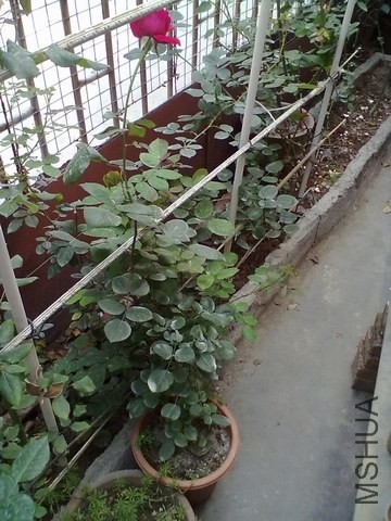 ������С 20140326285.jpg