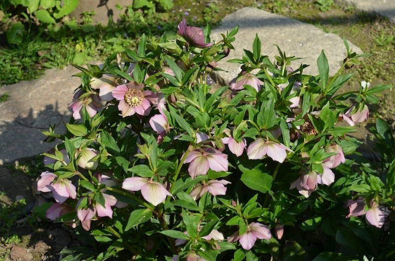 ���ذ�������20140316 005.JPG