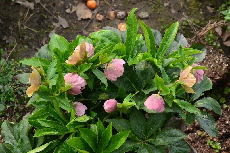 �ذ�������20130329 001.JPG