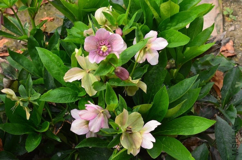 �ذ�������20130329 002.JPG