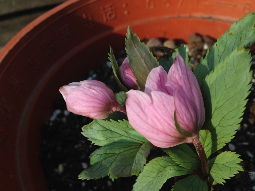 ԭ����������20140211 003.JPG