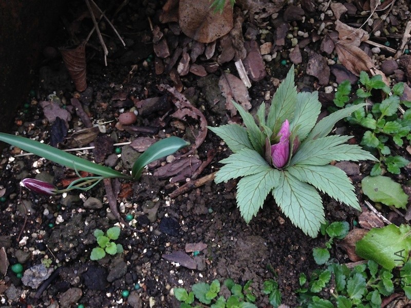 ԭ����������20140214 001.JPG