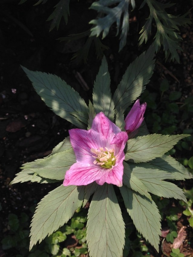 ԭ����������20140302 001.JPG