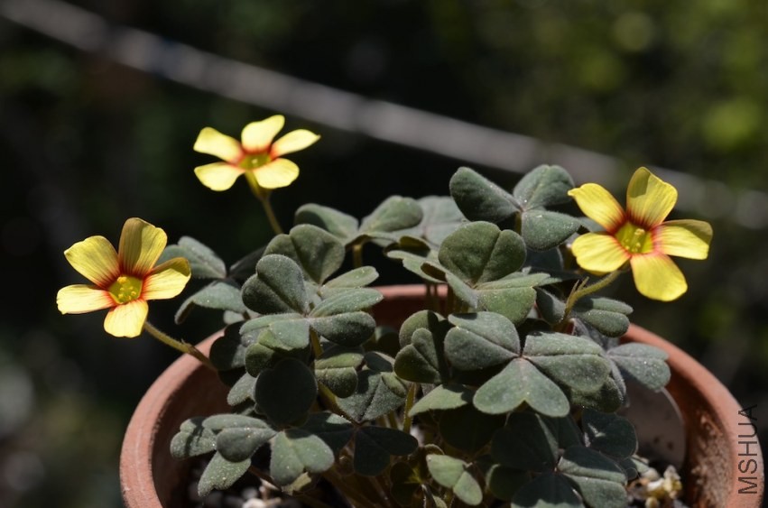 Oxalis obtusa fire bird 20140323 001.JPG