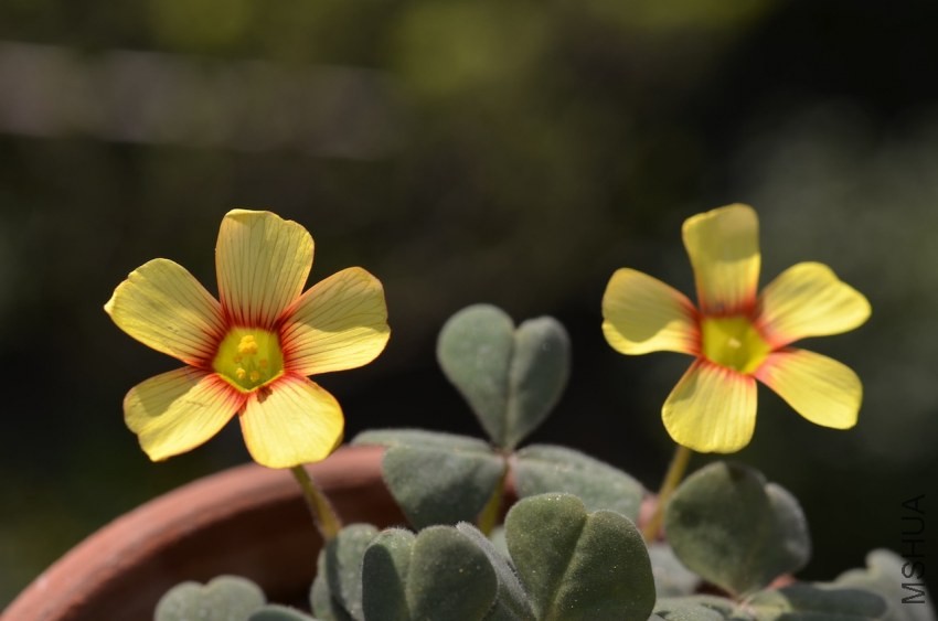 Oxalis obtusa fire bird 20140323 002.JPG