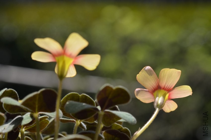 Oxalis obtusa fire bird 20140323 003.JPG