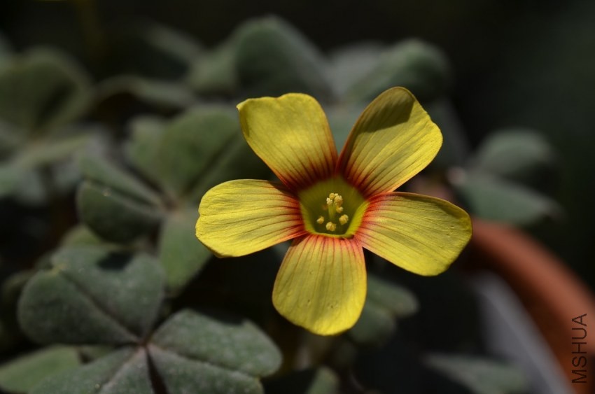 Oxalis obtusa fire bird 20140323 004.JPG
