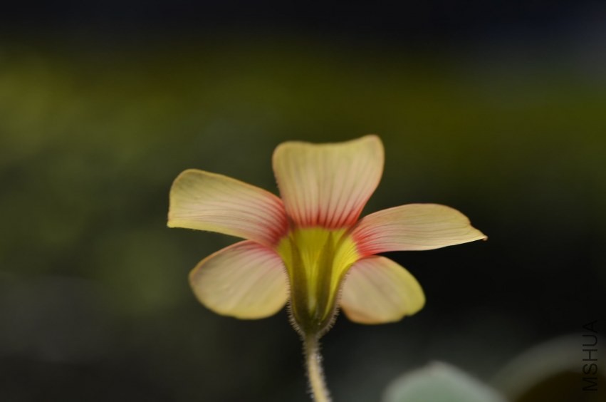 Oxalis obtusa fire bird 20140323 005.JPG