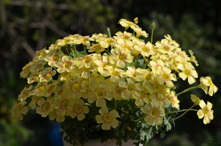 Oxalis obtusa apricot cream 20140323 001.JPG