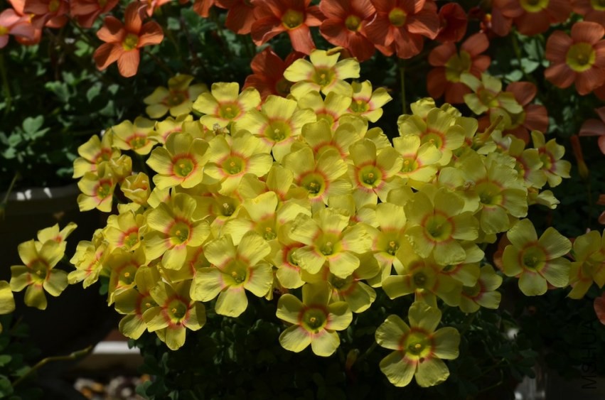 Oxalis obtusa apricot cream 20140323 002.JPG