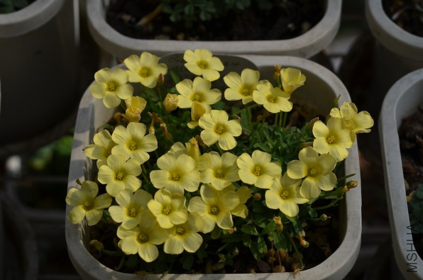 Oxalis obtusa Little moon 20140323 001.JPG
