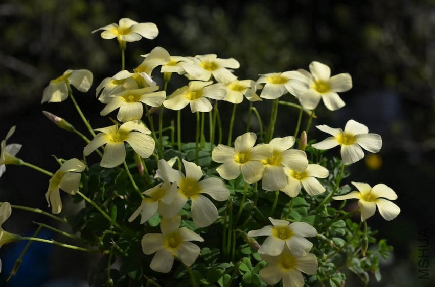 Oxalis obtusa primrose 20140323 001.JPG