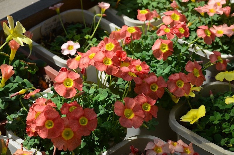 Oxalis obtusa ceres salmon 20140323 001.JPG