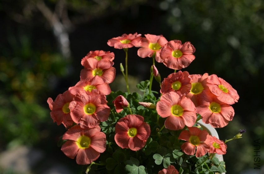 Oxalis obtusa ceres salmon 20140323 002.JPG