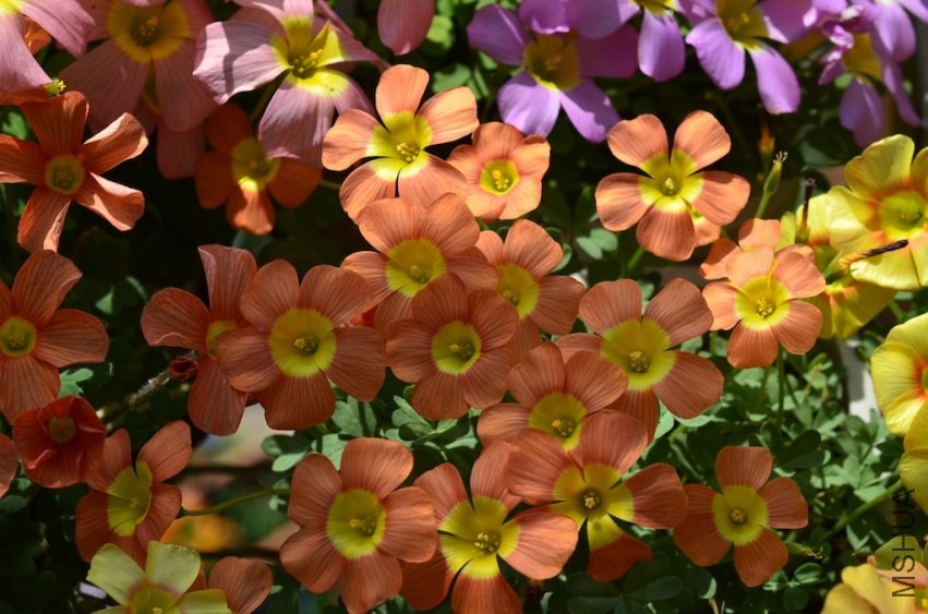 Oxalis obtusa coppery orange 20140323 001.JPG