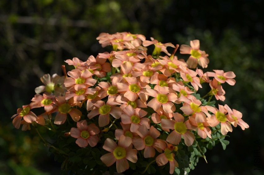 Oxalis obtusa peach cream���20140323 01.JPG