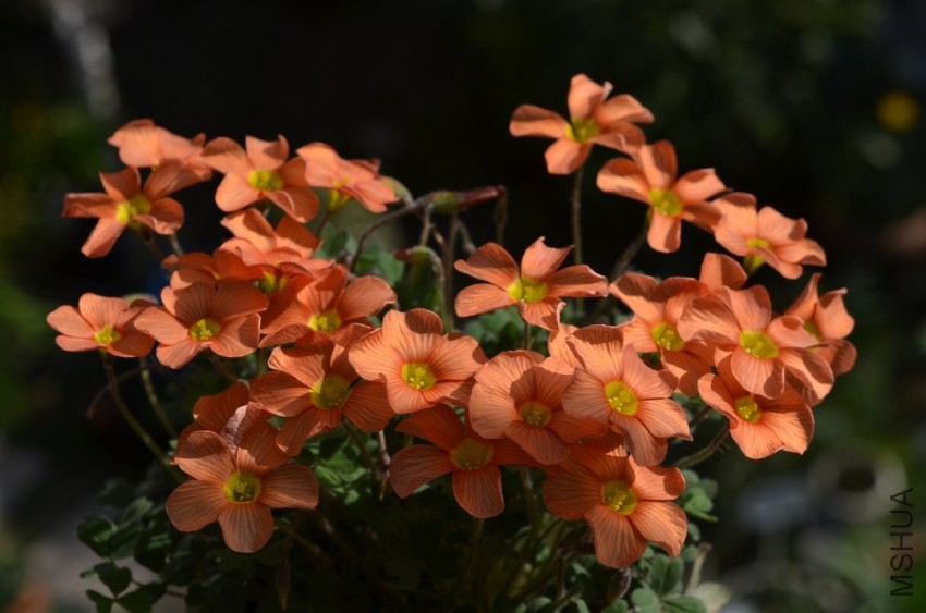 Oxalis obtusa sunglowϼ��20140323 002.JPG