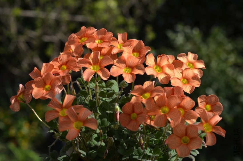Oxalis obtusa sunglowϼ��20140323 001.JPG
