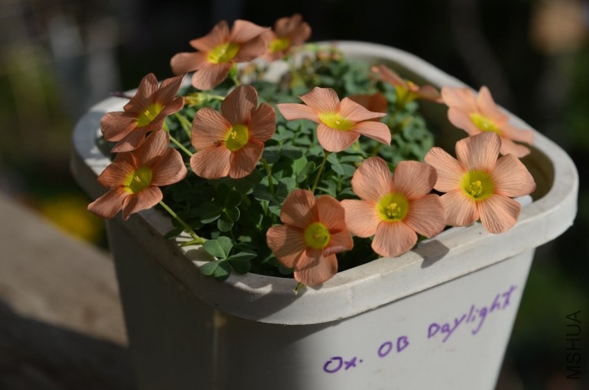 Oxalis obtusa daylight 20140323 001.JPG