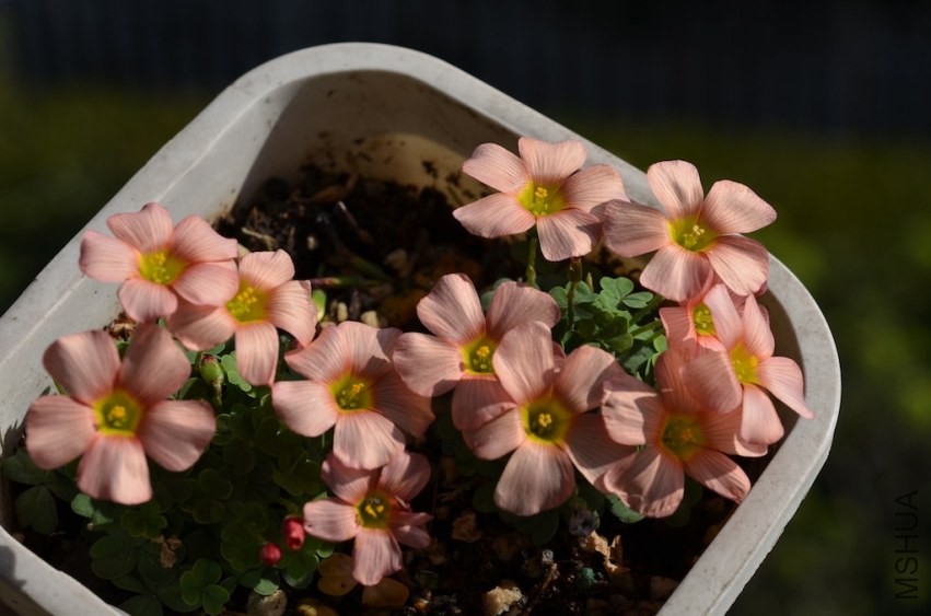 Oxalis obtusa red back 2014032 001.JPG