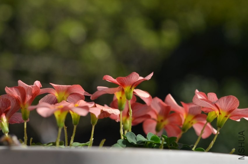 Oxalis obtusa red back 2014032 002.JPG