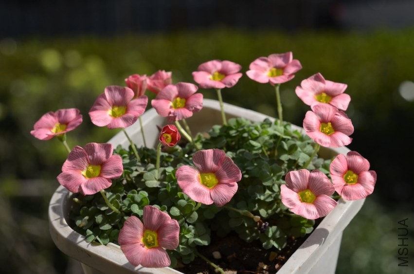 Oxalis obtusa rose 20140323 001.JPG