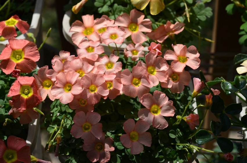 Oxalis obtusa strawberry cream 20140323 001.JPG