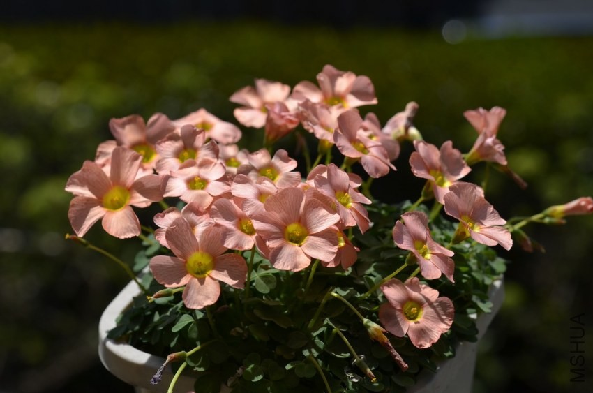 Oxalis obtusa strawberry cream 20140323 002.JPG