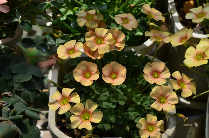 Oxalis obtusa wheat 2014032 002.JPG