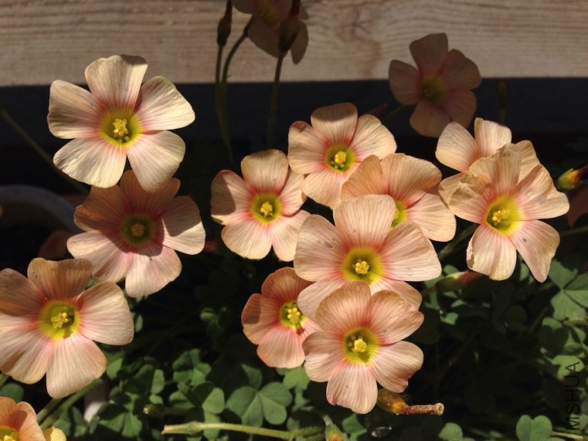 Oxalis obtusa wheat 20140323 001.JPG