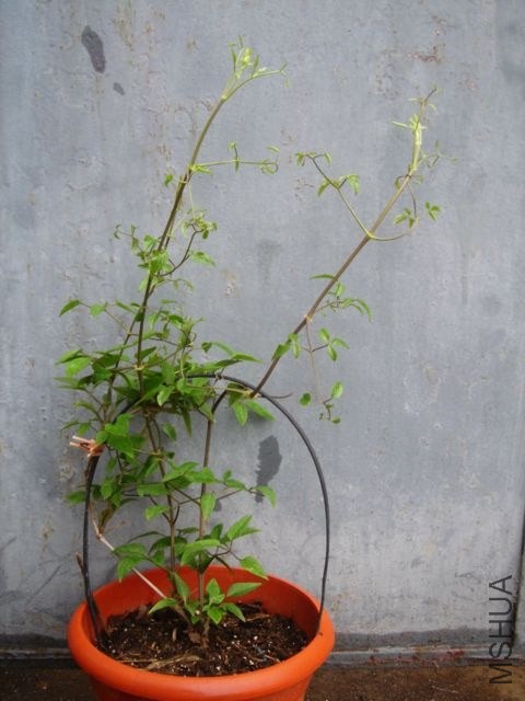 DSC01518.JPG