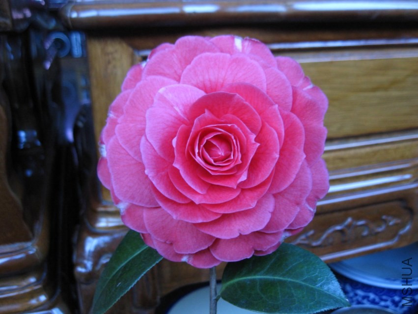 ����8 (16).JPG