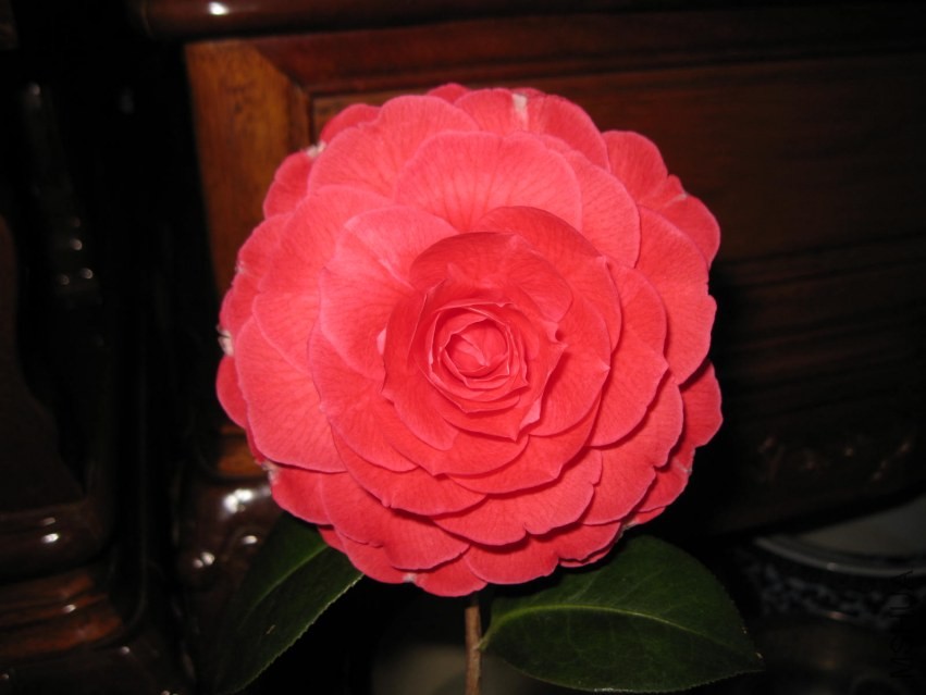 ����8 (17).JPG