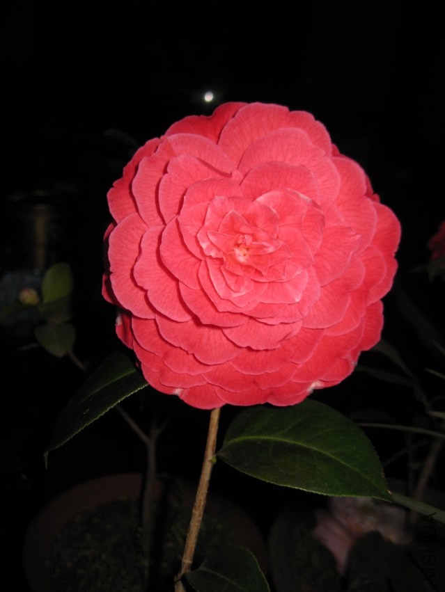 ����8 (21).JPG