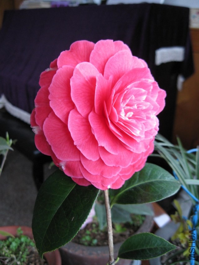 ����8 (23).JPG