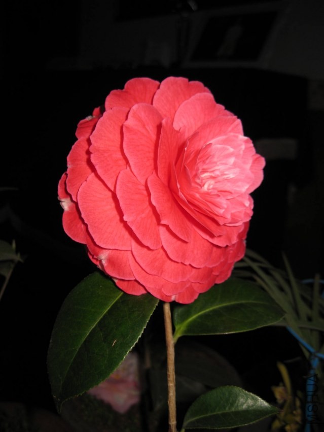 ����8 (26).JPG