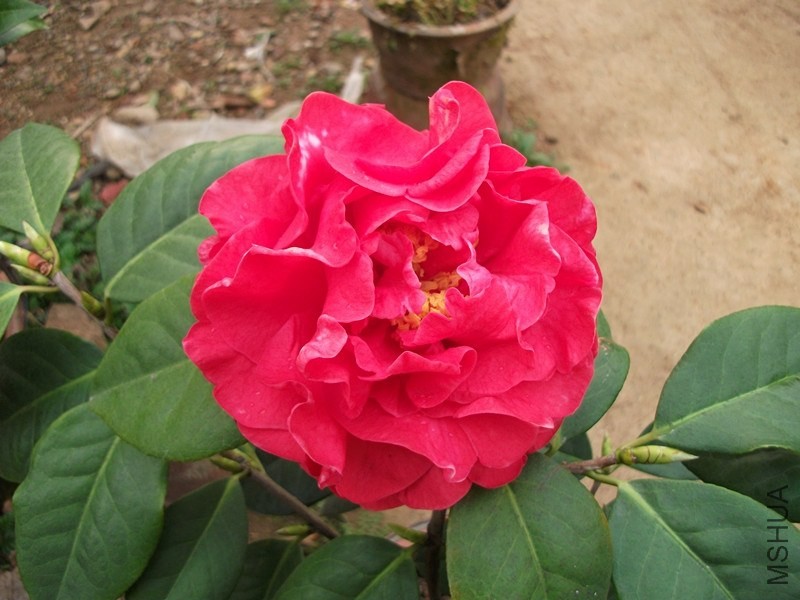 DSCF7631_����.jpg