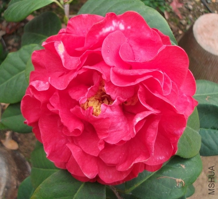 DSCF7632_����.jpg