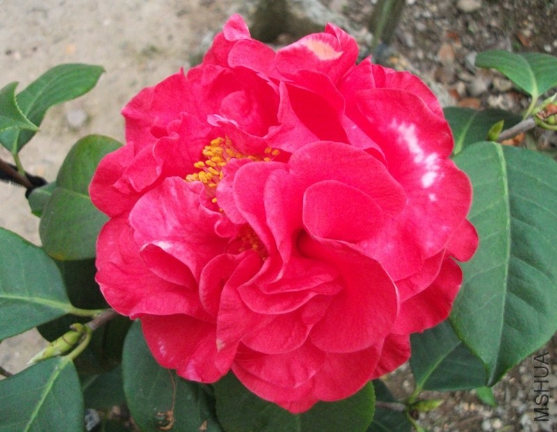 DSCF7672_����.jpg