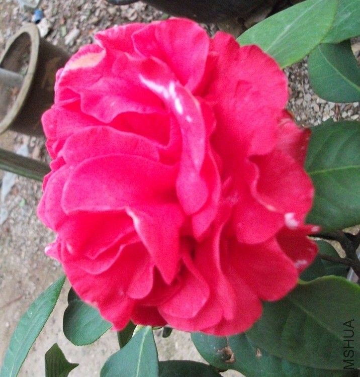 DSCF7678_����.jpg